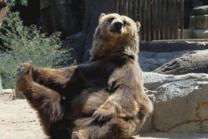Bears Sanctuary, Dracula's Castle, Brasov Day Trip Private Tour from Bucharest - Morning start from Bucharest: making the drive day feel manageable