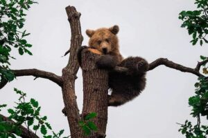 Brasov: Bears Sanctuary, Rasnov Fortress, Bran Castle GUIDED Tour - Liberty Bear Sanctuary Zărnești: forest rescue in 69 hectares